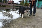 Spokojny TIMI border collie - tricolour do adopcji - 3