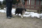 Spokojny TIMI border collie - tricolour do adopcji - 4
