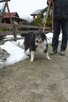 Spokojny TIMI border collie - tricolour do adopcji - 6