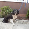Spokojny TIMI border collie - tricolour do adopcji - 2