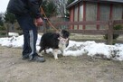 Spokojny TIMI border collie - tricolour do adopcji - 5