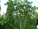 Figa, duże drzewo - 6