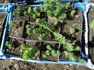 Różeniec górski (Rhodiola rosea), sadzonka w donicze P9 - 3