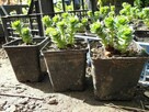 Różeniec górski (Rhodiola rosea), sadzonka w donicze P9 - 2