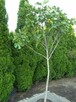 Figa, duże drzewo - 5