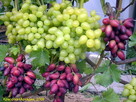 Winorośl, winogrona, sadzonki przerobowe na wino. - 2