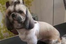Psi fryzjer Targówek Bazarek na Trockiej - 6