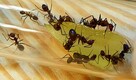 Mrówki Camponotus nicobarensis Q + 31-40 robotnic - 1