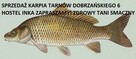 CENTRUM SPRZEDAŻY KARPIA TANIO TARNÓW DOBRZAŃSKIEGO 6 - 1