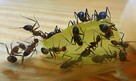 Mrówki Camponotus nicobarensis Q + 31-40 robotnic - 2