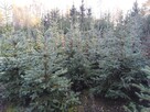 Świerk zwykły świerk srebny wlasna plantacja - 2