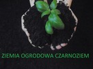 Piasek żwir piach płukany Dobre Miasto kruszywa czarnoziem - 8