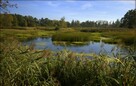 Ostoja Baryczy - piękne działki rekreacyjno-budowlane - 6