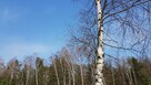 Działka budowlana Malcanów gm. Wiązowna, Podleśna - 3