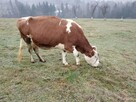 Krowa - 5