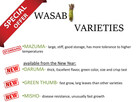 54 X WASABI PLANTS farm japan sushi seed plant - 5