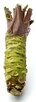 10 x WASABI PLANTS sushi japan sadzonki seed plants rhizome - 6