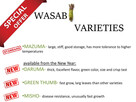 10 x WASABI PLANTS sushi japan sadzonki seed plants rhizome - 4