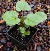 10 x WASABI PLANTS sushi japan sadzonki seed plants rhizome - 1