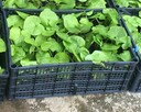 10 x WASABI PLANTS sushi japan sadzonki seed plants rhizome - 3