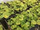 54 X WASABI PLANTS farm japan sushi seed plant - 8