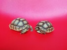 Żółw pustynny sulcata / żółwie sprzedam - 8