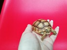 Żółw pustynny sulcata / żółwie sprzedam - 4