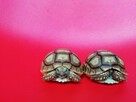 Żółw pustynny sulcata / żółwie sprzedam - 2
