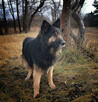 Owczarek niemiecki długowłosy, 3 lata, WILCZUR do adopcji. - 4