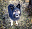 Owczarek niemiecki długowłosy, 3 lata, WILCZUR do adopcji. - 3