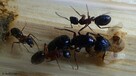 Mrówki Camponotus ligniperda + 4-5 robotnic - 2