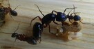 Mrówki Camponotus ligniperda + 4-5 robotnic - 1