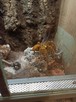 Pterinochilus murinus usambara l1 - 1