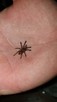 Pterinochilus murinus usambara l1 - 2