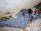 Usuwanie pluskwy pluskiew odpluskwianie dezynsekcja Łódź - 2