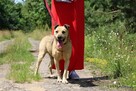 Dejli, kto da mu szansę na dom - 5