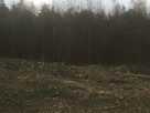 Mulczer Leśny/Mulczowanie/karczowanie/ usuwanie samosiejek - 3