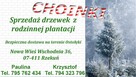 Choinki z rodzinnej plantacji / Formowane / Dostawa / Świerk - 1