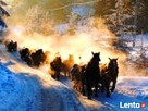 Wynajmę na dłużej, atrakcyjnie położony Pensjonat w Górach. - 12