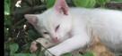 Odam białam kotke za darmo :) szybko szuka domu - 1