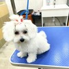 Salon piękności dla psa i kota Coco Psianel - psi fryzjer - 2