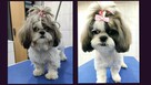 Salon piękności dla psa i kota Coco Psianel - psi fryzjer - 6