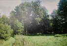 Rudziska działka rolna, las – 4,42 ha DUŻY POTENCJAŁ - 5