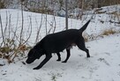 Labrador szczeniaki gotowe do odbioru - 16