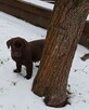 Labrador szczeniaki gotowe do odbioru - 6