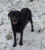 Labrador szczeniaki gotowe do odbioru - 17