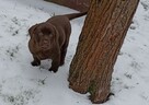Labrador szczeniaki gotowe do odbioru - 4