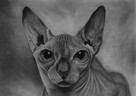 Portret psa, kota ze zdjęcia. Rysunek zwierzaka zamówienie - 6