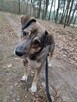 Ciapek - wesoły, dzieciolubny psiak do pokochania! - 1