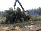 Drzewo na pniu, las kupię - 12